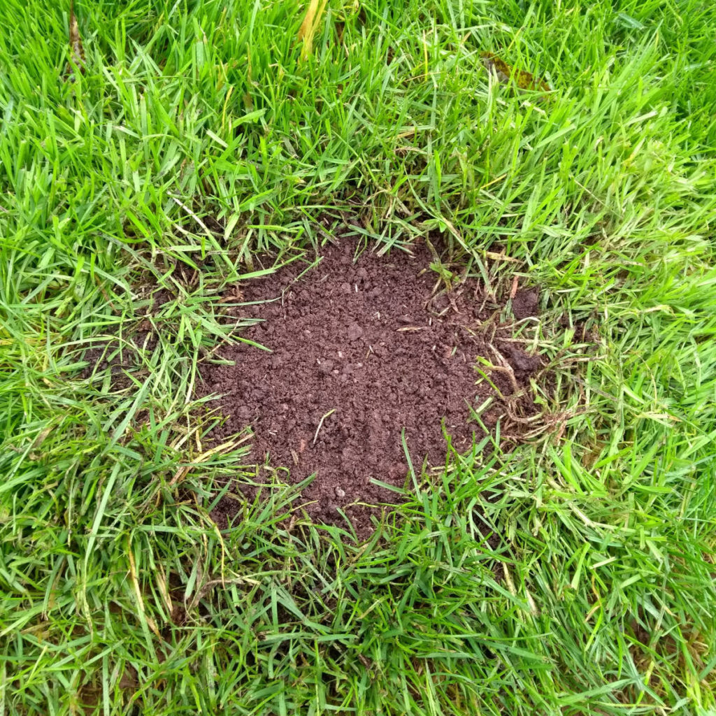 Close-up of a lawn patch with fresh soil and surrounding green grass.