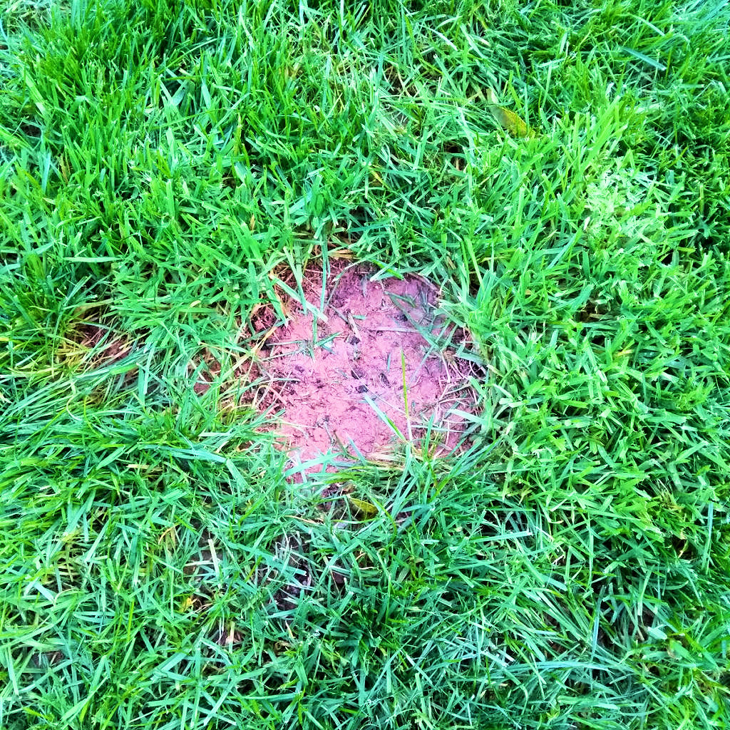 Close-up of a lawn patch with grass seed and coco coir applied for repair.