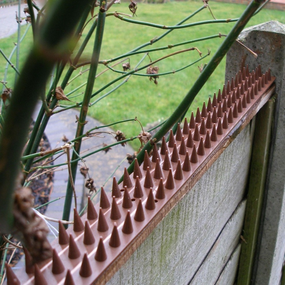 Close-up of brown prickle spikes on a fence used as a deterrent.
