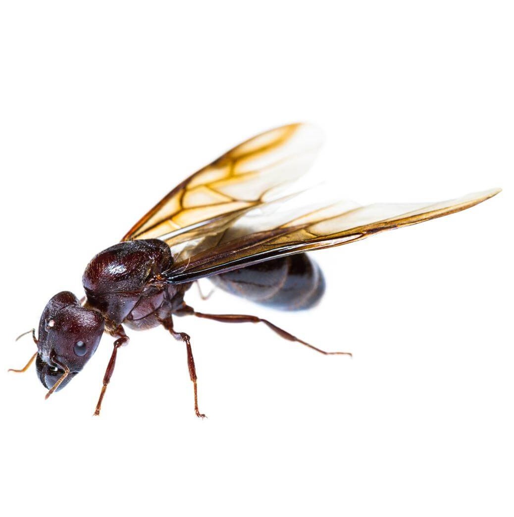 Close-up of a winged ant on a white background.