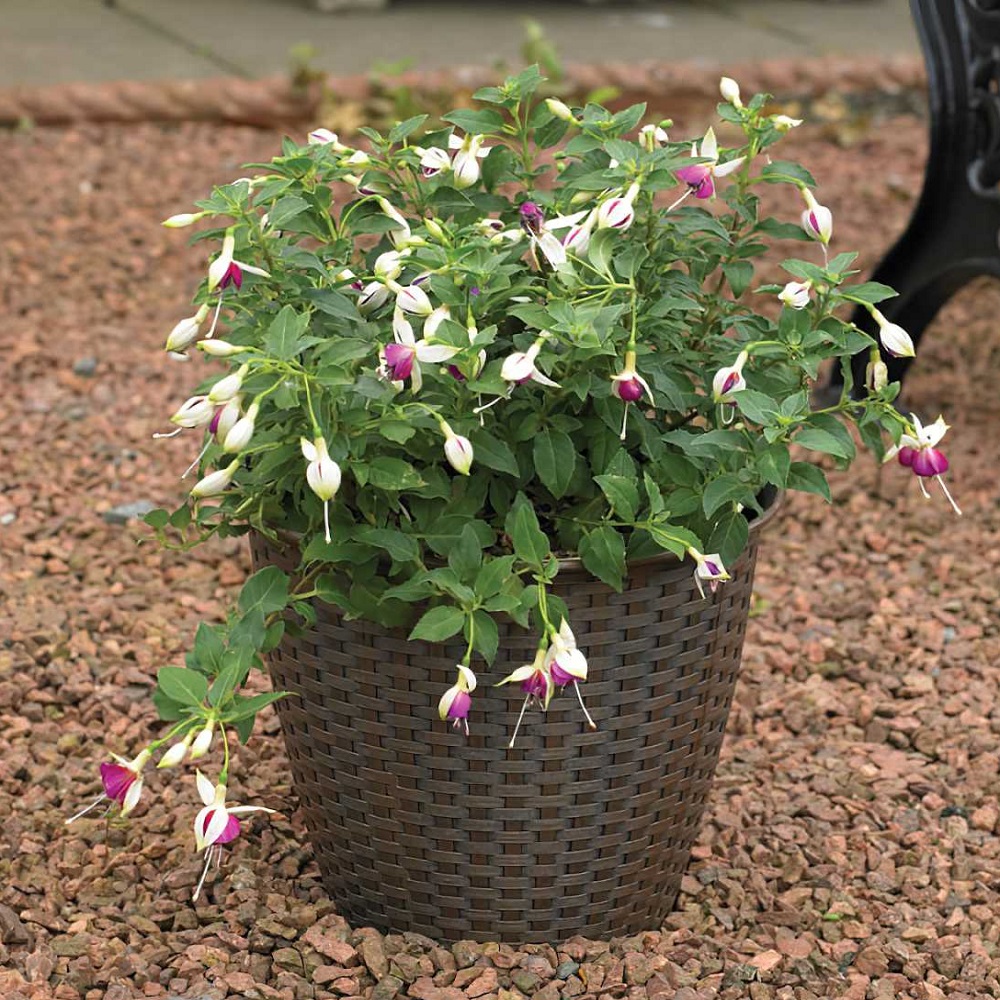 A 13.5 inch interwoven rattan garden flower pot with green foliage and purple-white flowers on a gravel surface.