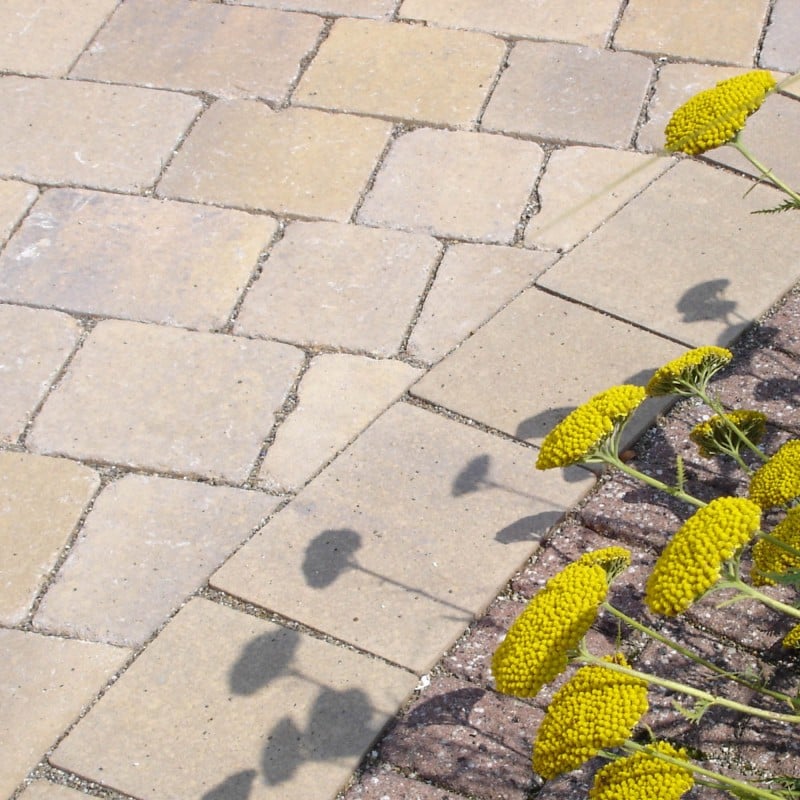 Close-up of a paved patio with yellow flowers casting shadows.