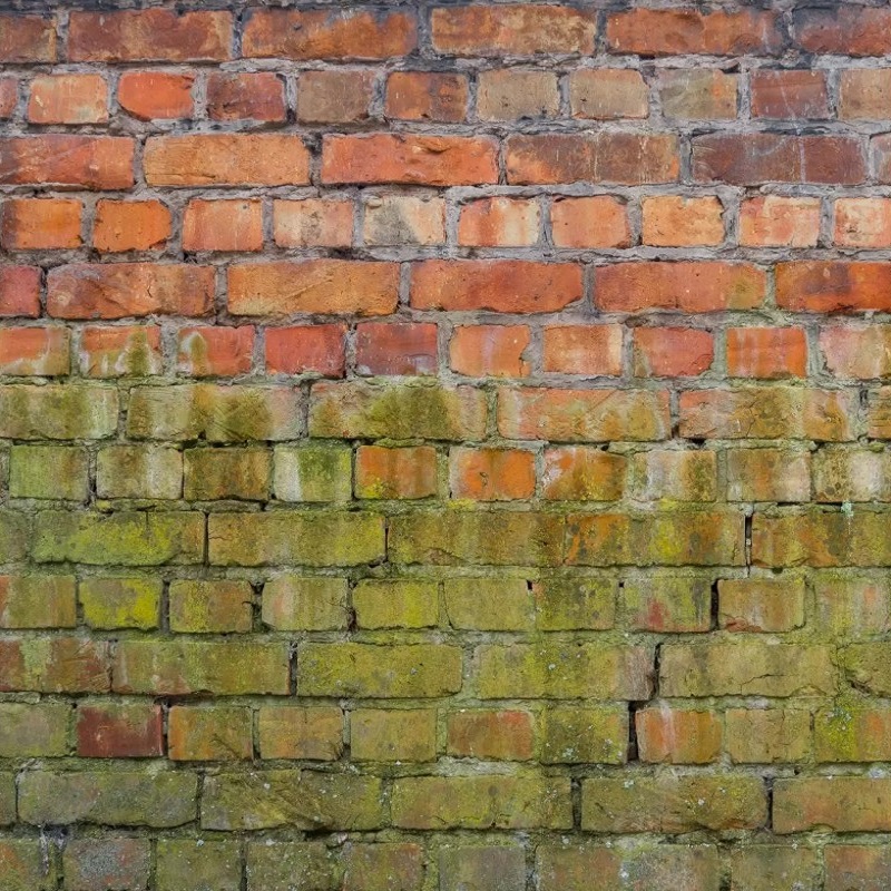 Brick wall with visible moss and mildew growth.