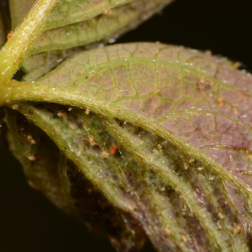 Close-up of a leaf with visible signs of pest infestation and fungal growth.