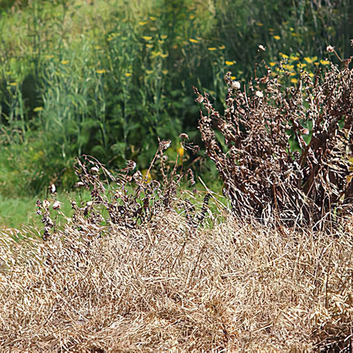 Showing dry and dead weeds in a garden setting.