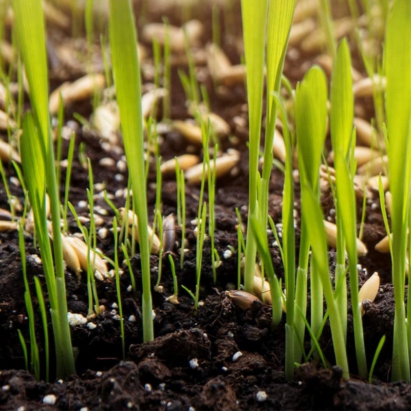 Close-up of young green grass shoots emerging from dark soil with visible seeds.