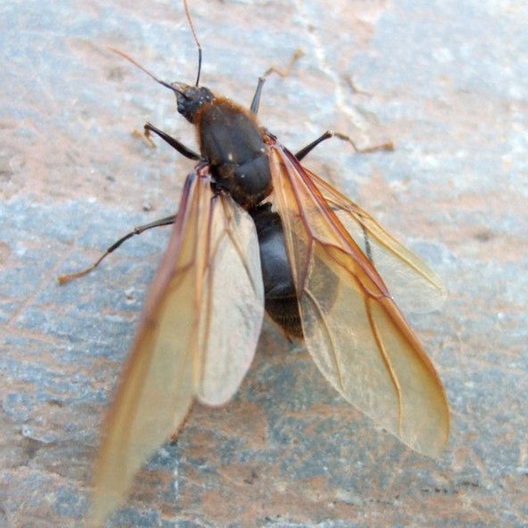 Close-up of an ant with wings on a stone surface.