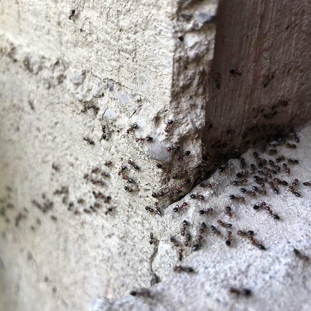 Close-up of ants crawling on a textured stone surface.