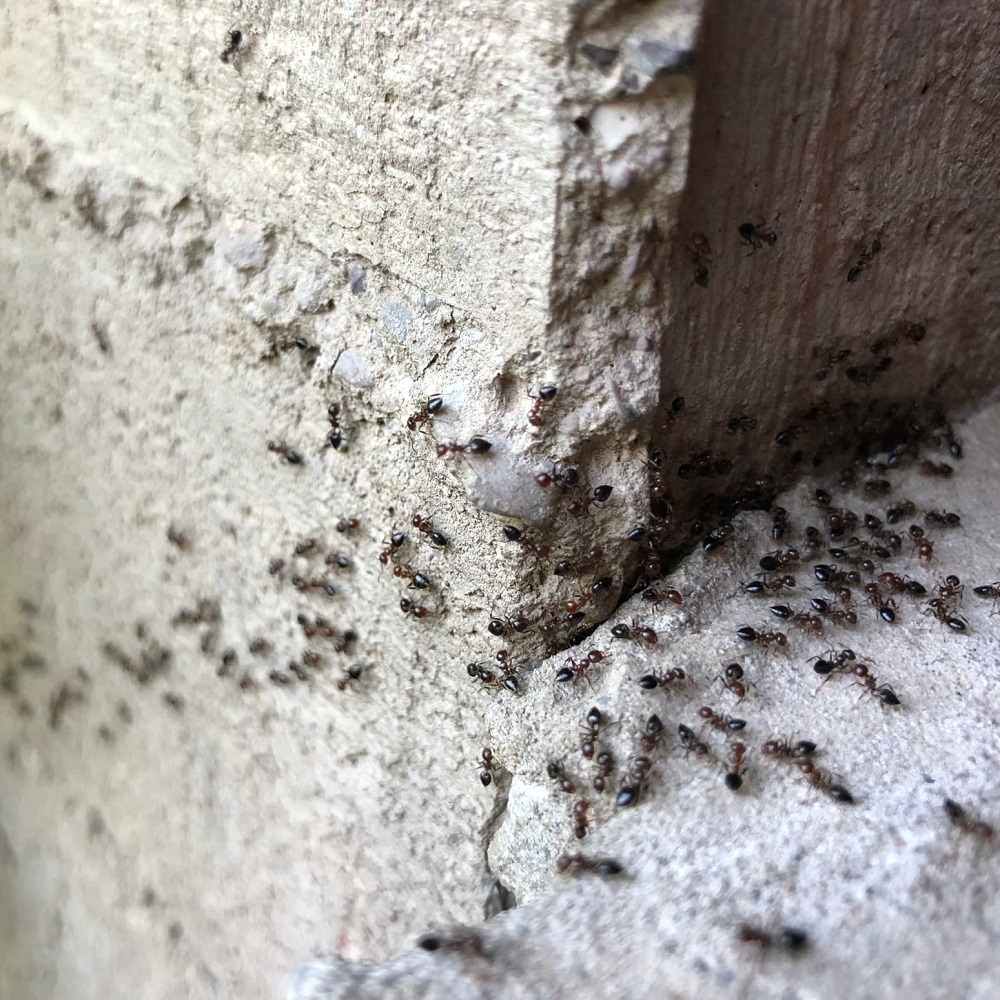Close-up of ants crawling on a rough stone surface.