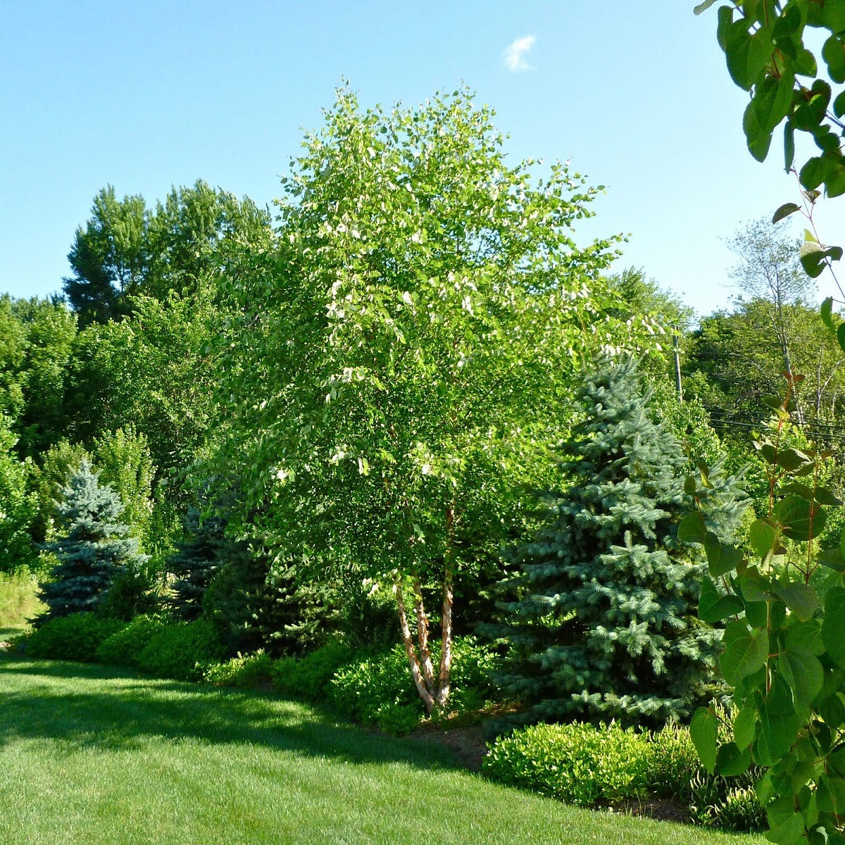 Lush green garden with various trees and shrubs under a clear blue sky.