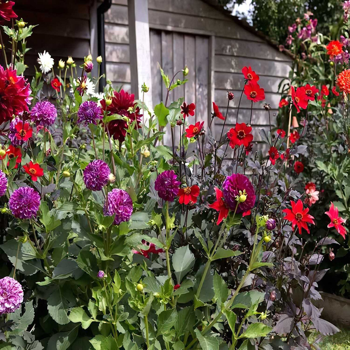 A vibrant garden with red and purple flowers in full bloom.
