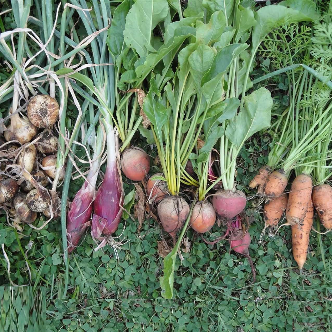 Freshly harvested onions, red onions, beetroots, and carrots laid on grass.