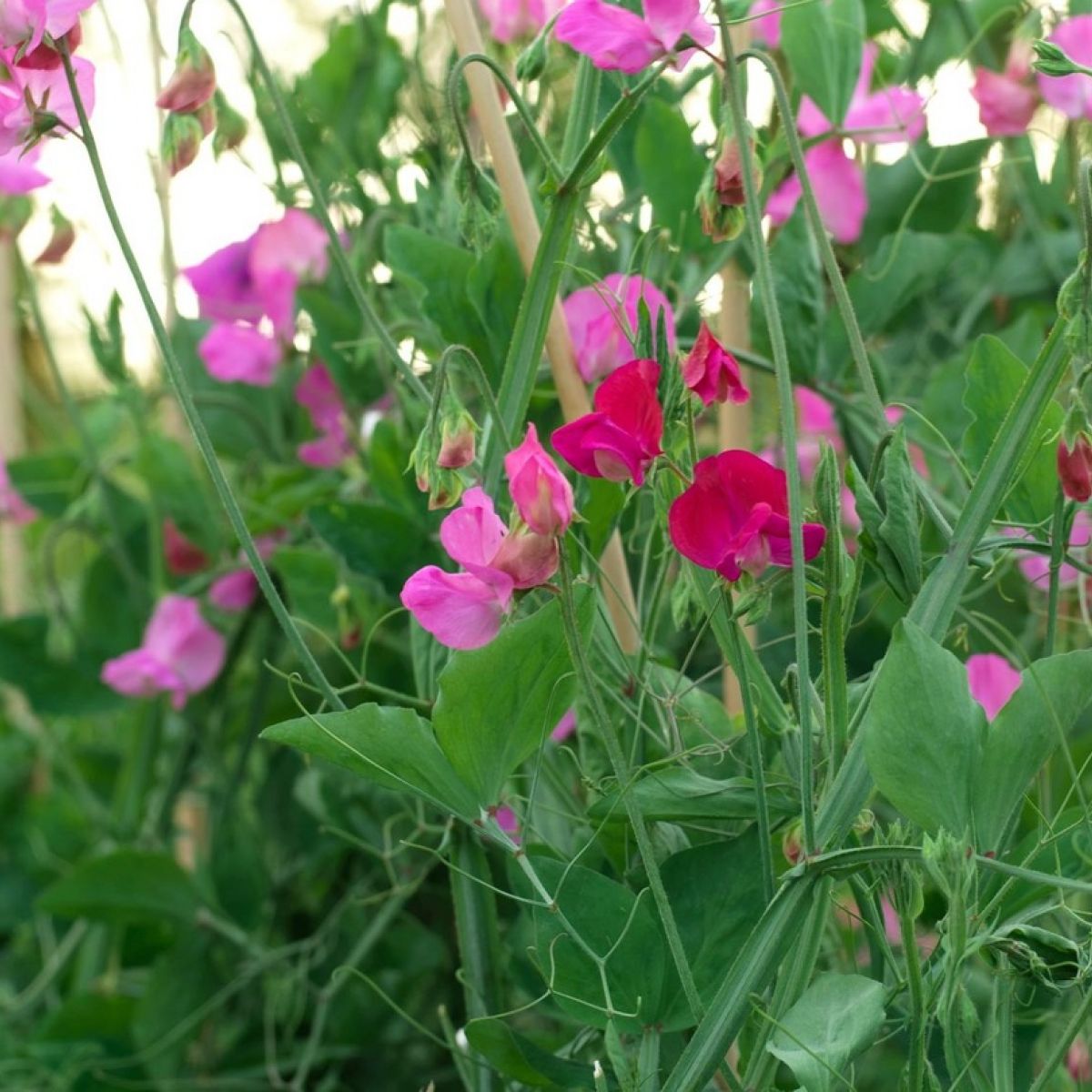 Close-up of vibrant pink and red sweet pea flowers with green foliage.