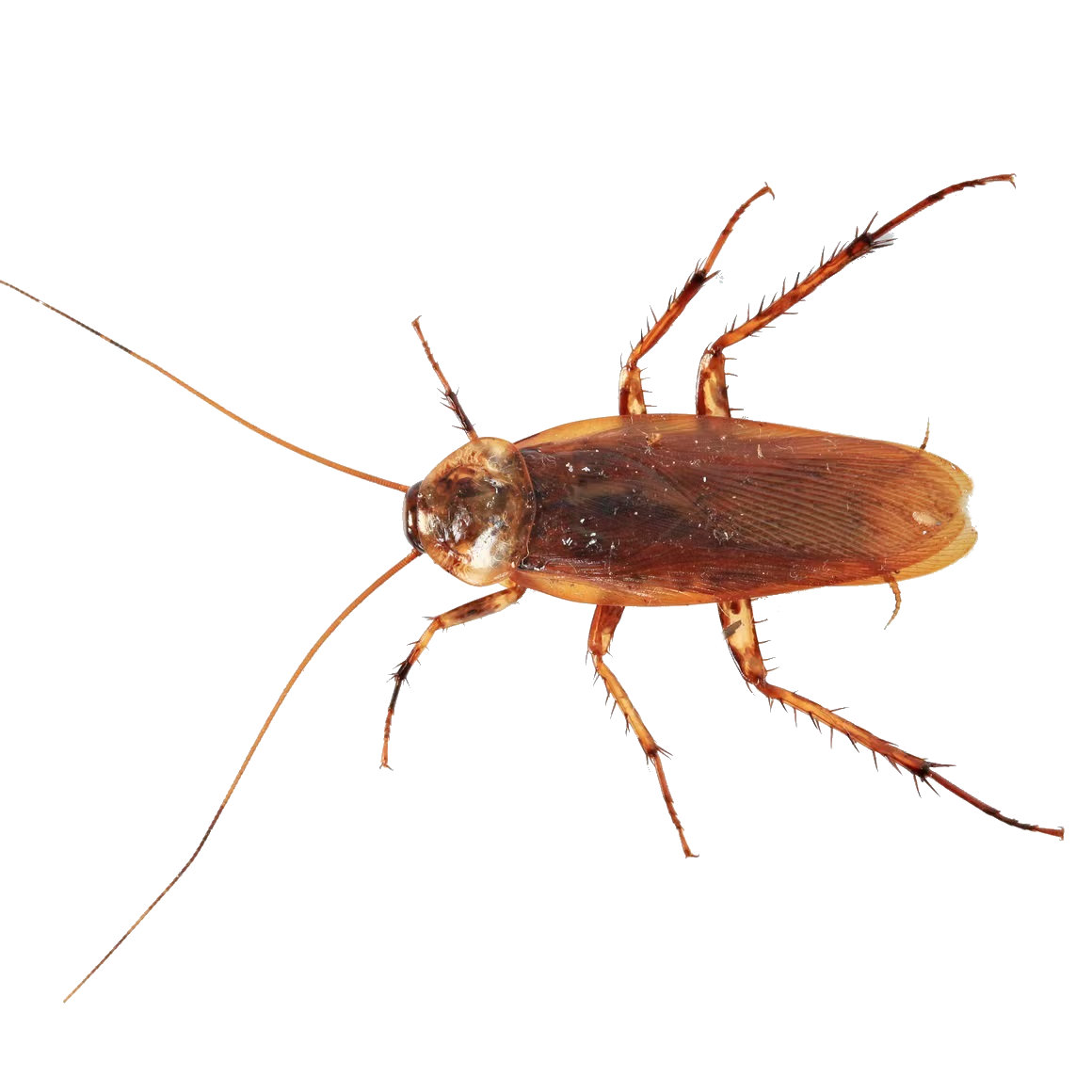 Close-up of a brown cockroach on a white background.