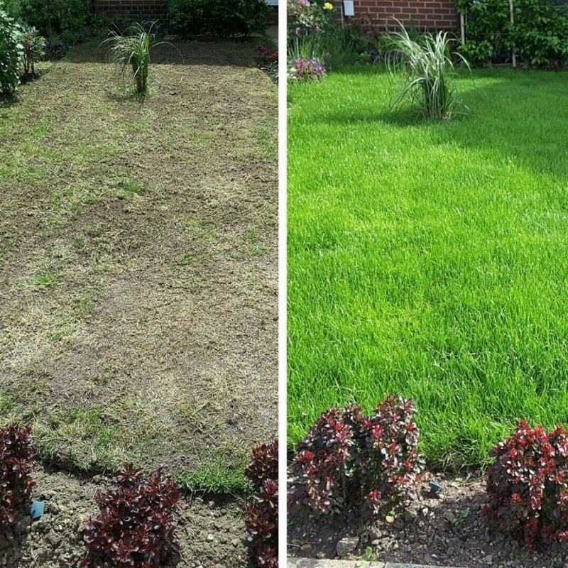 Comparison of a lawn before and after using a lawn feed and moss killer, showing improvement from patchy to lush green grass.