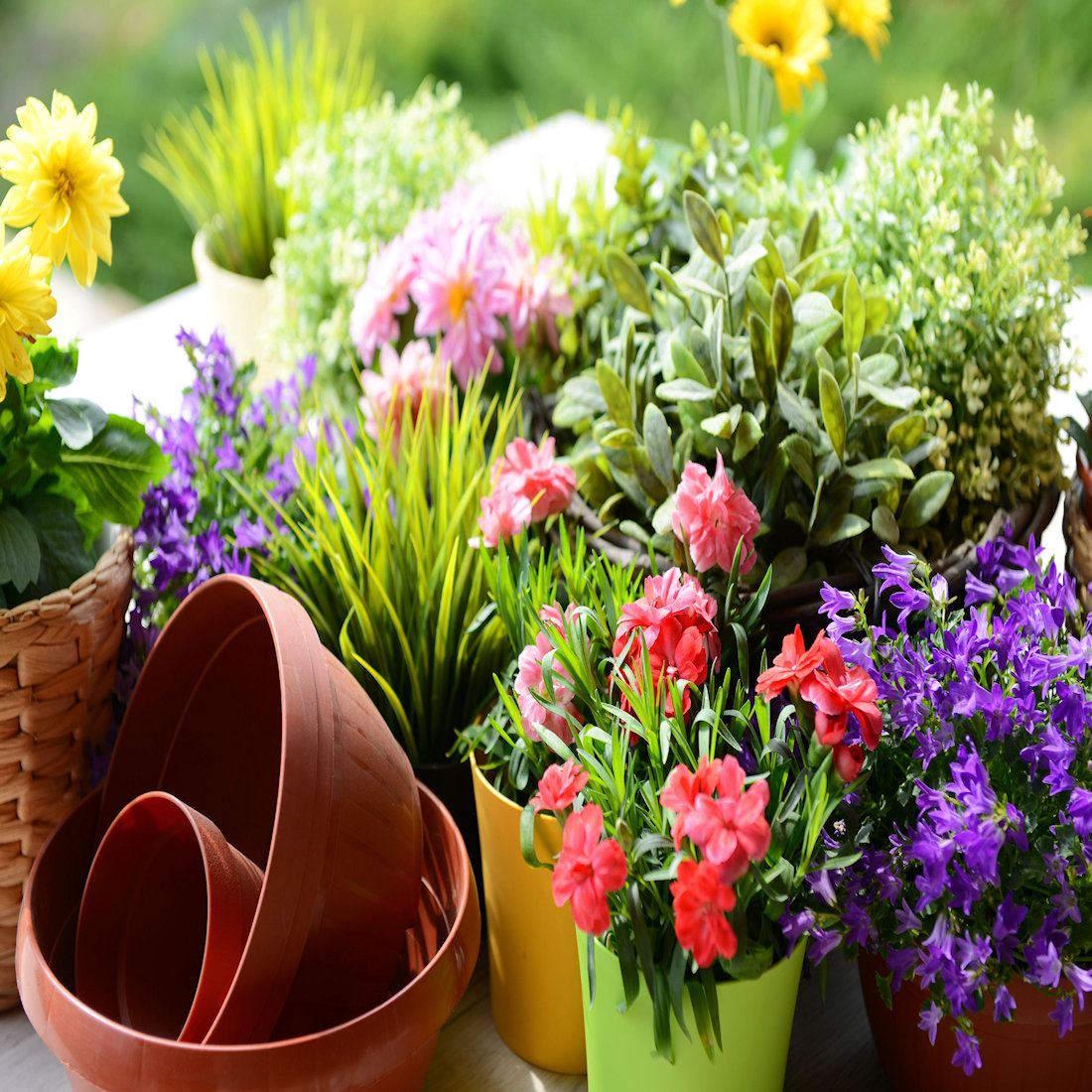 Various colourful potted plants and empty terracotta pots on a table.