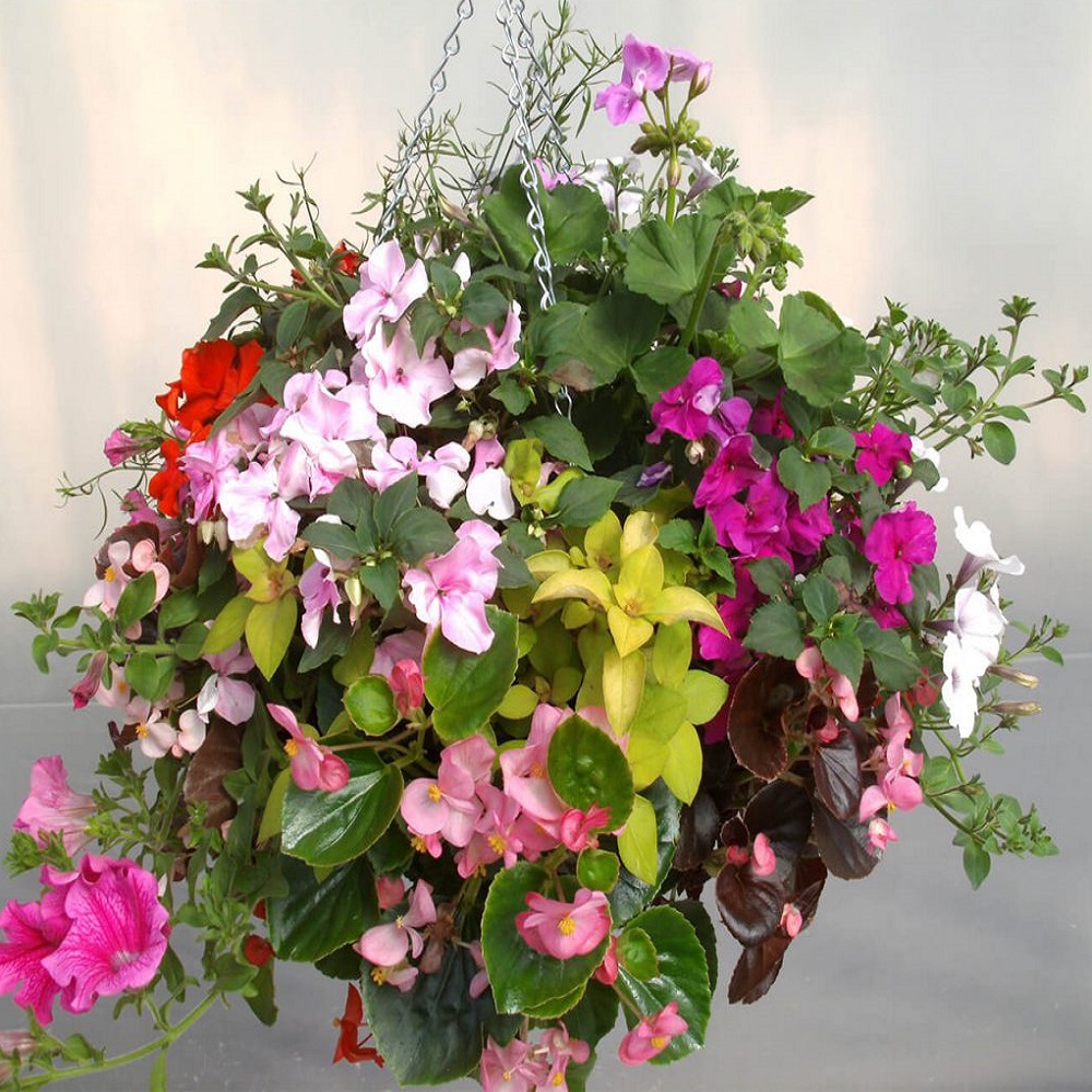 Hanging basket filled with colourful flowers and green foliage.