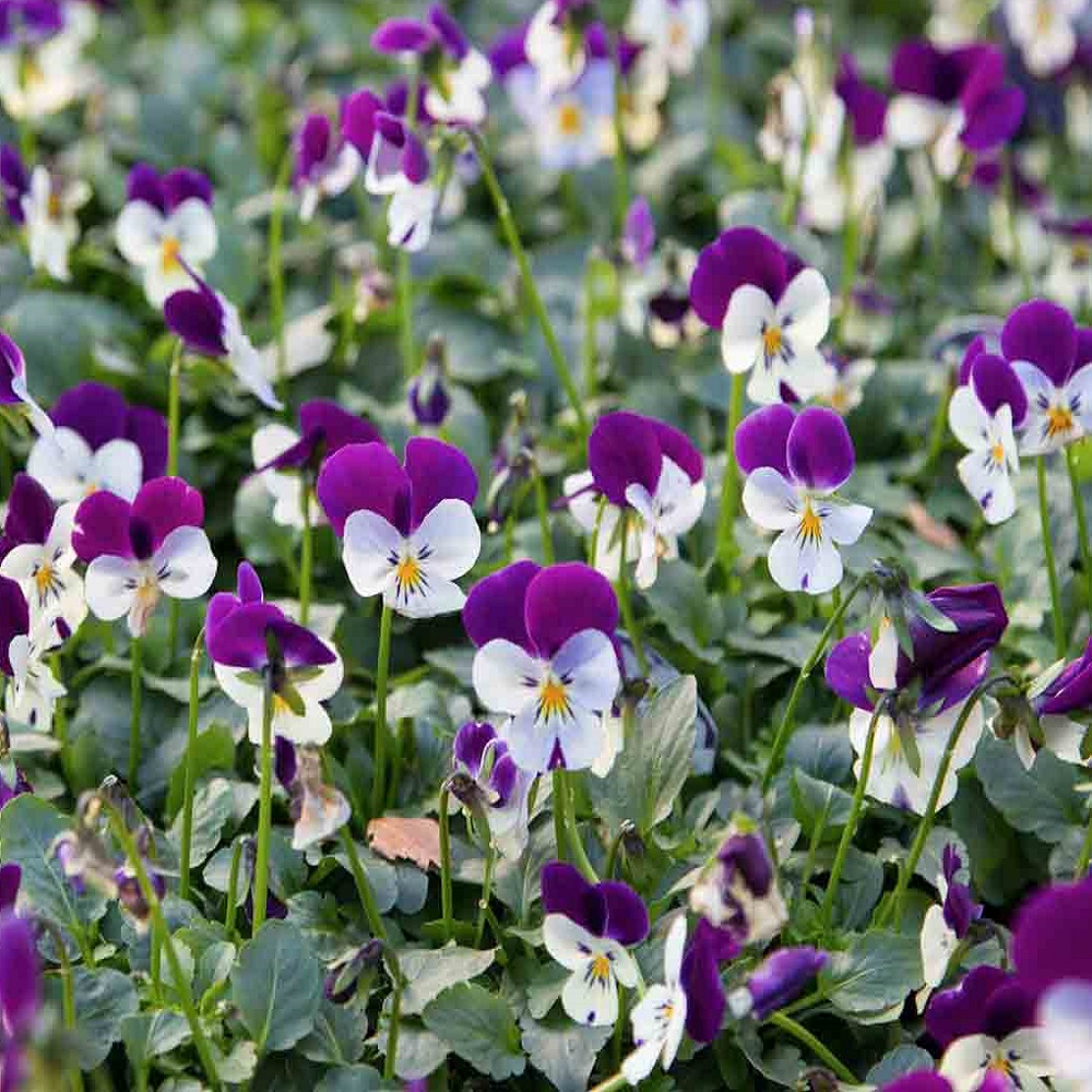 Close-up of vibrant purple and white flowers in a garden setting.