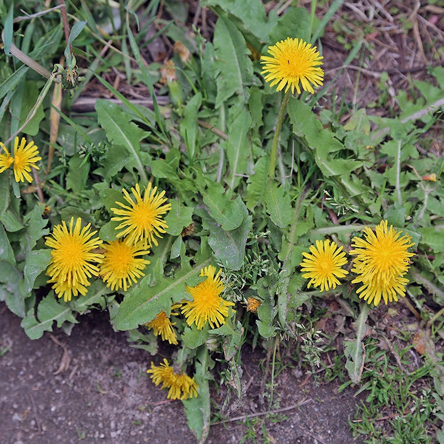 Close-up of dandelions and weeds on a garden path.