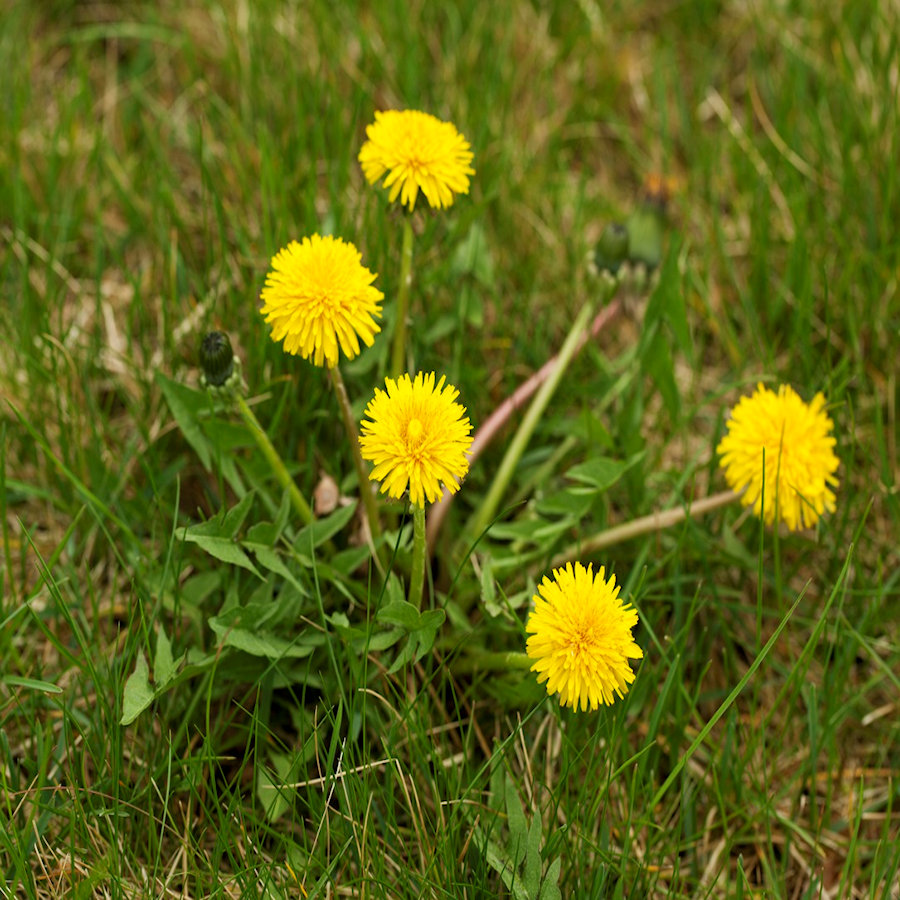 Close-up of dandelions growing in grass.