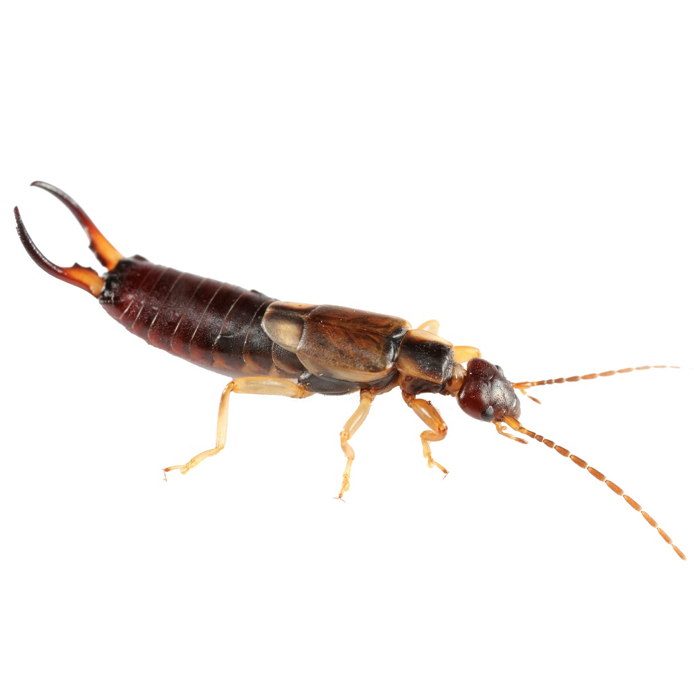 Close-up of an earwig on a white background.