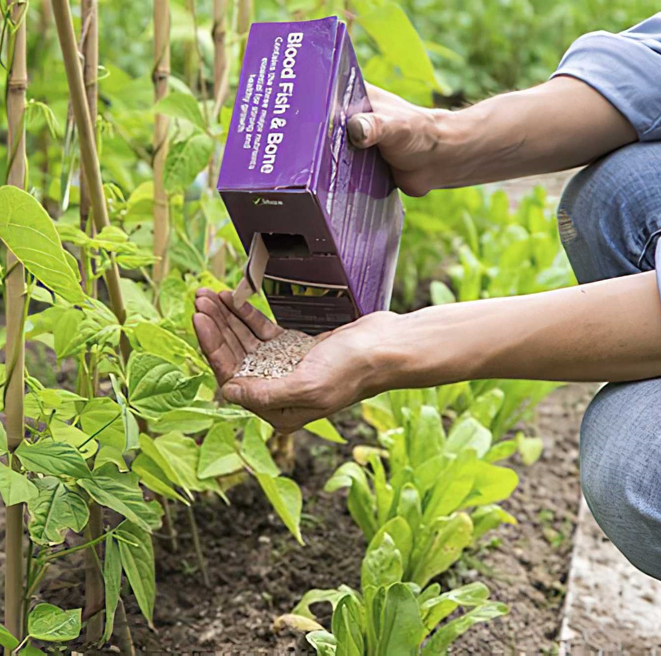 Person applying Doff Fish Blood & Bone fertiliser to garden plants.