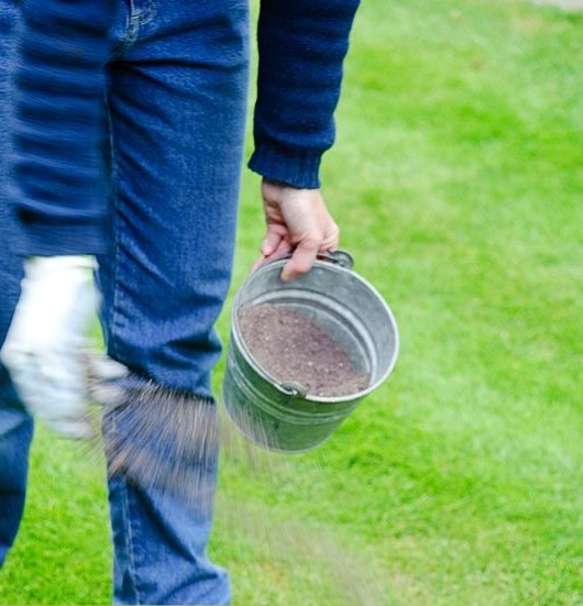 Person spreading fertiliser on grass with a metal bucket.