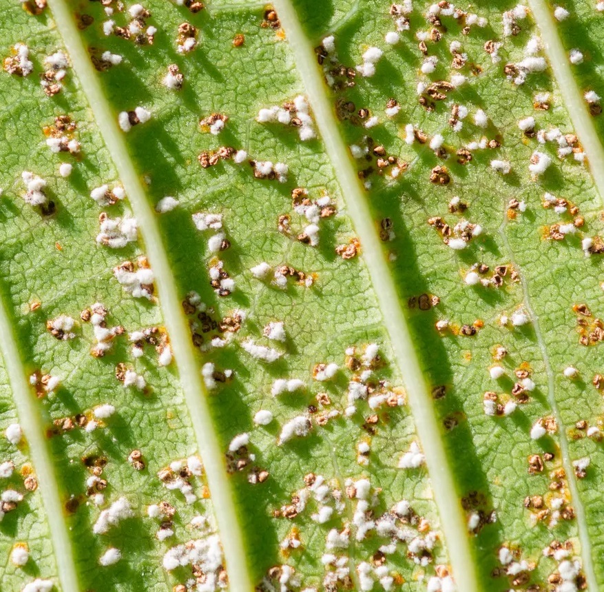 Close-up of a green leaf with white and brown spots indicating bug and fungus presence.