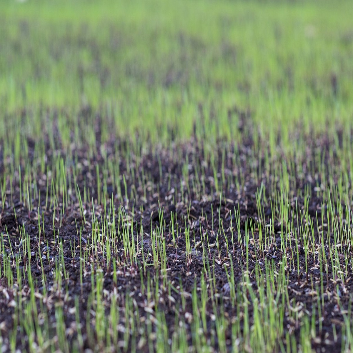 Close-up of young green grass shoots emerging from soil in a compact area.