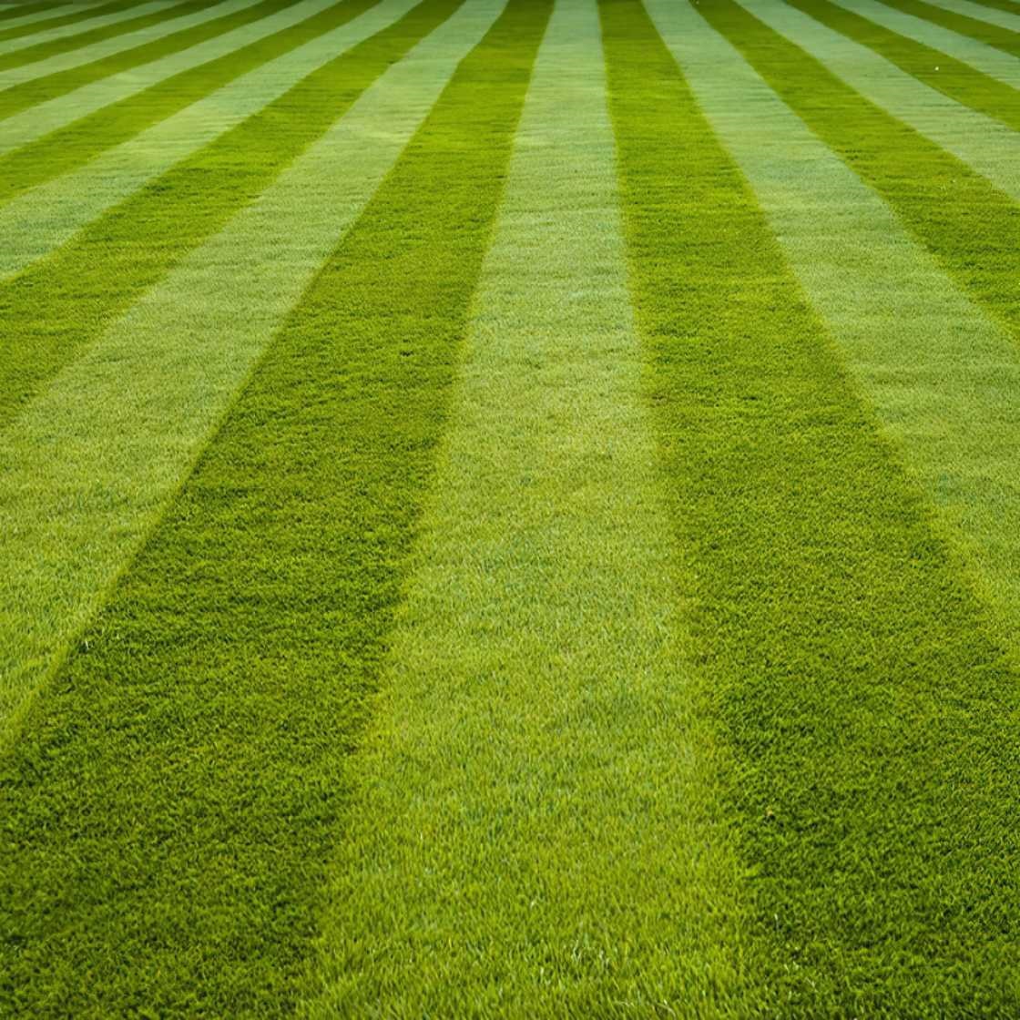 Close-up of a neatly mowed lawn with alternating light and dark green stripes.