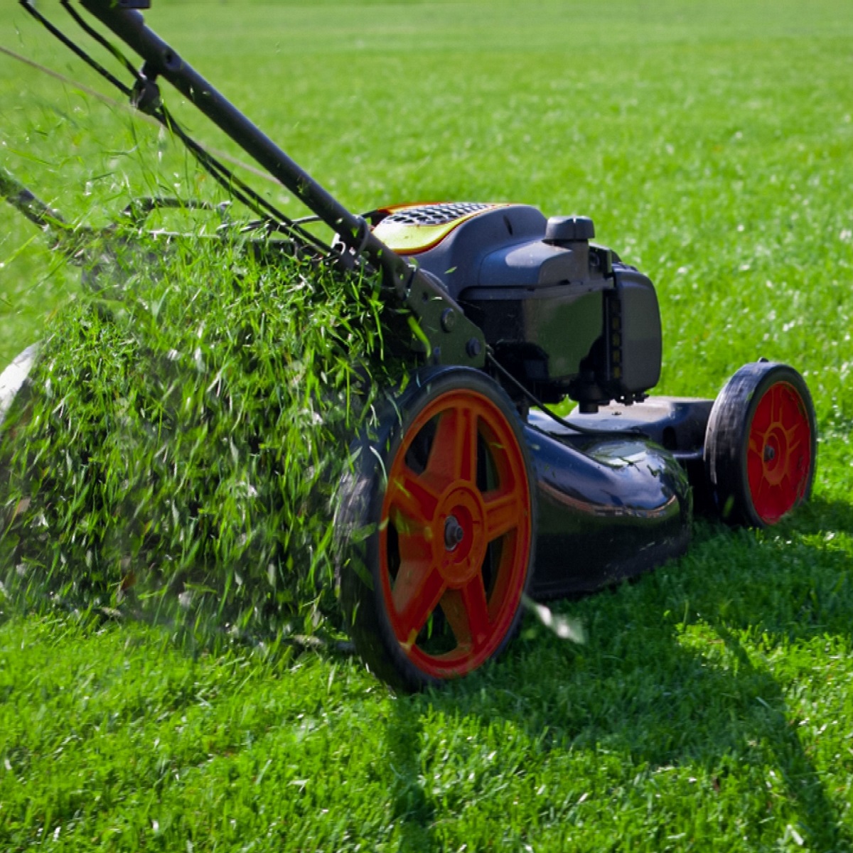 Lawn mower cutting green grass with clippings being expelled.