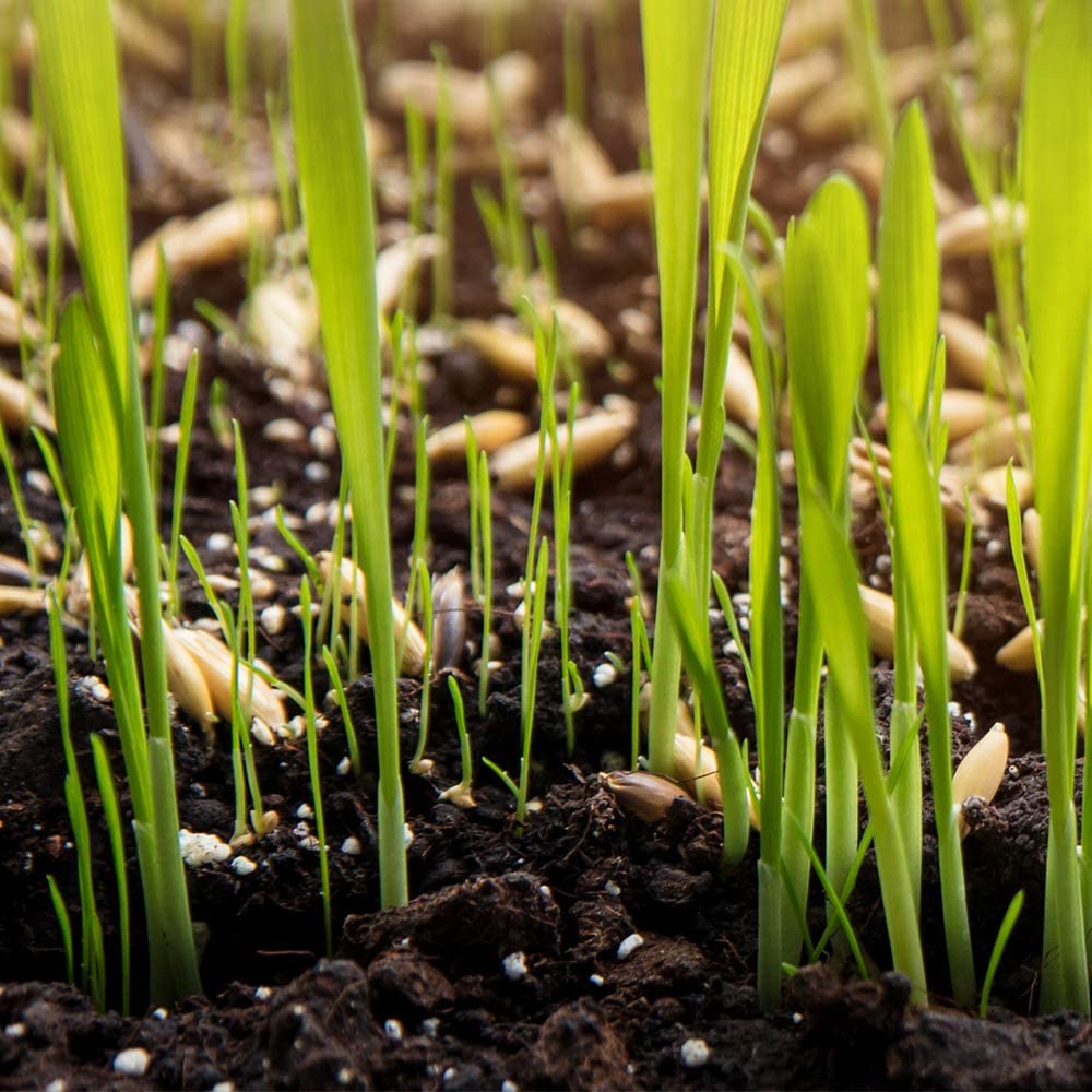 Close-up of young green grass shoots emerging from dark soil with visible seeds.