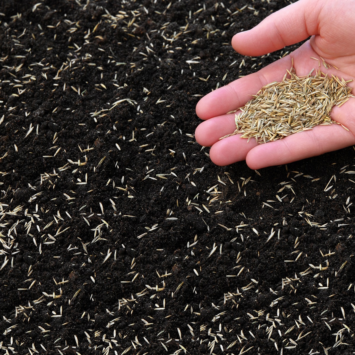 Hand spreading lawn seed over dark soil.