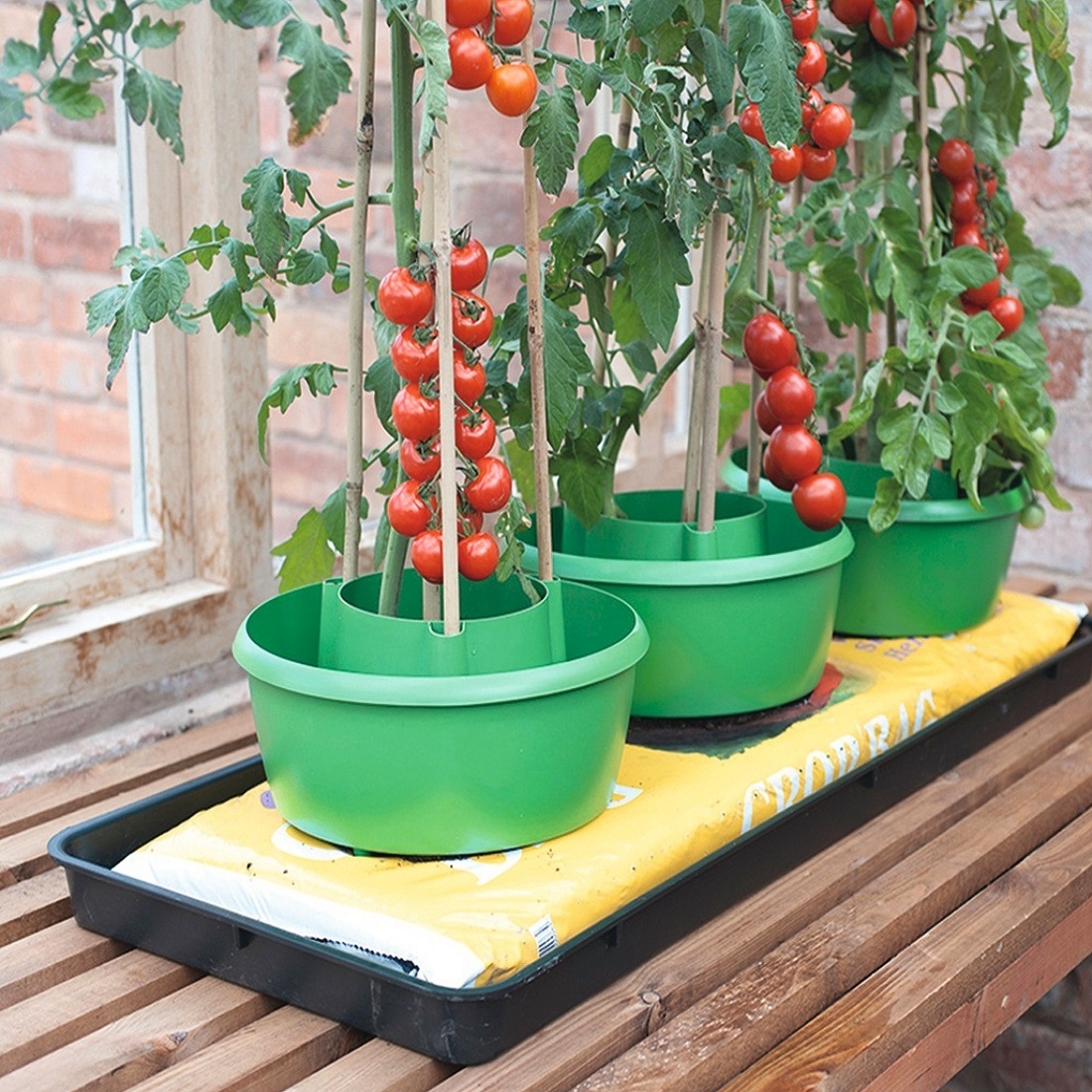 Tomato plants growing in green pots with ripe tomatoes on a wooden bench.