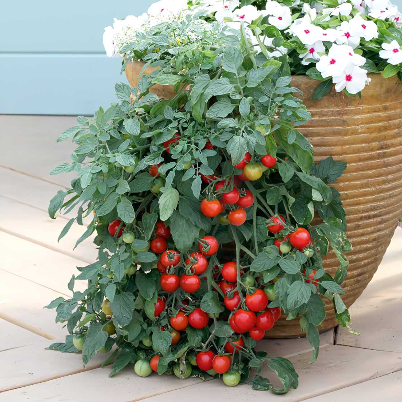 Tomato plant with ripe red tomatoes growing in a large terracotta pot on a wooden deck.