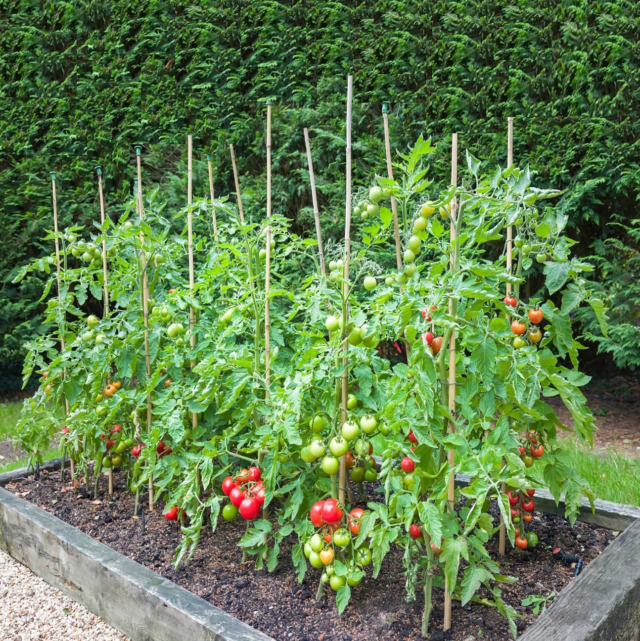 A garden bed with tall tomato plants supported by wooden stakes, bearing ripe and unripe tomatoes.