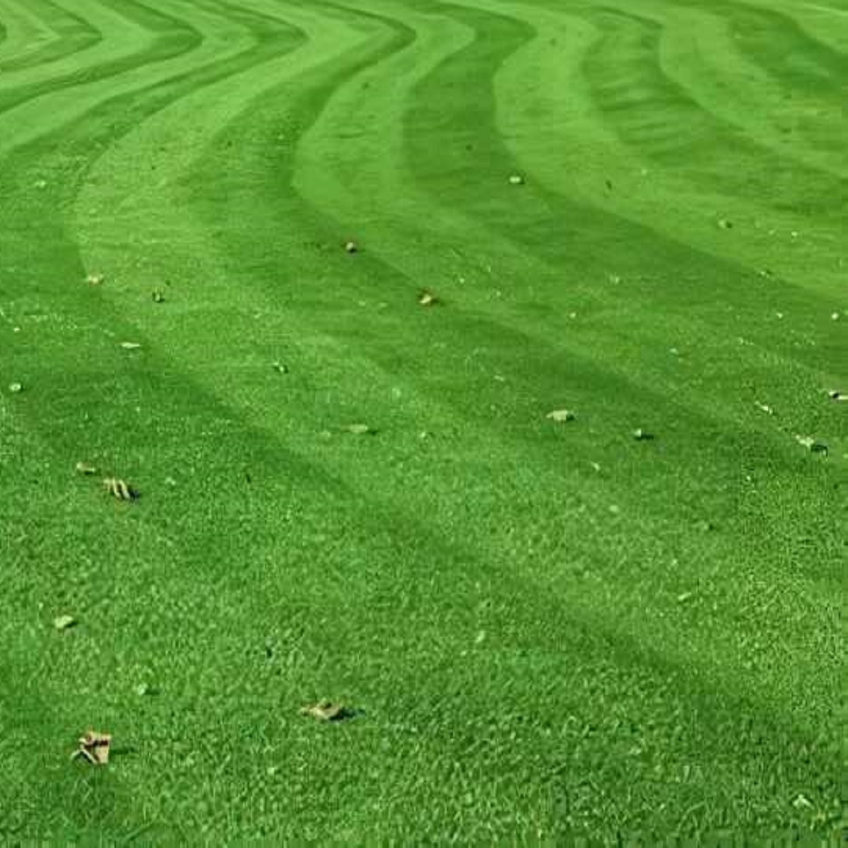 A well-maintained green lawn with visible stripes and scattered leaves.