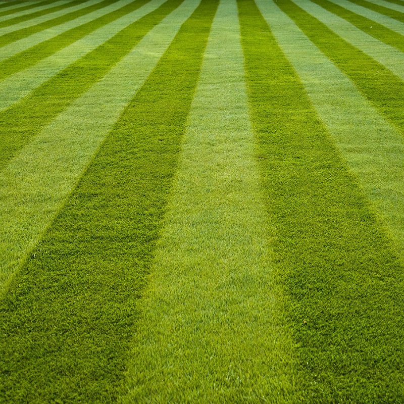 Close-up of a well-maintained lawn with alternating light and dark green stripes.