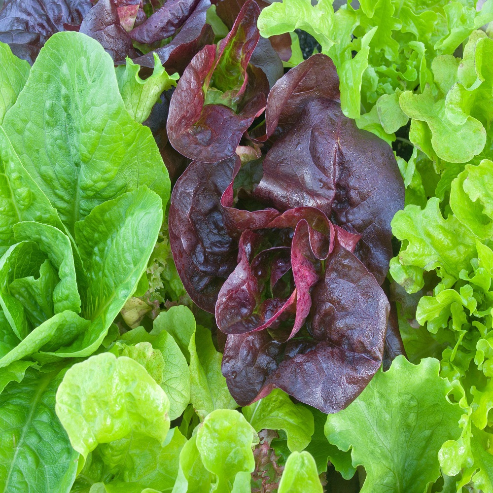 Close-up of fresh green and purple lettuce leaves.