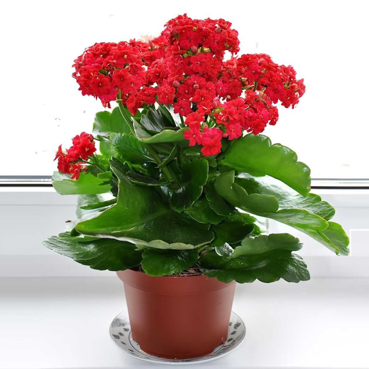 A potted house plant with vibrant red flowers and lush green leaves on a windowsill.