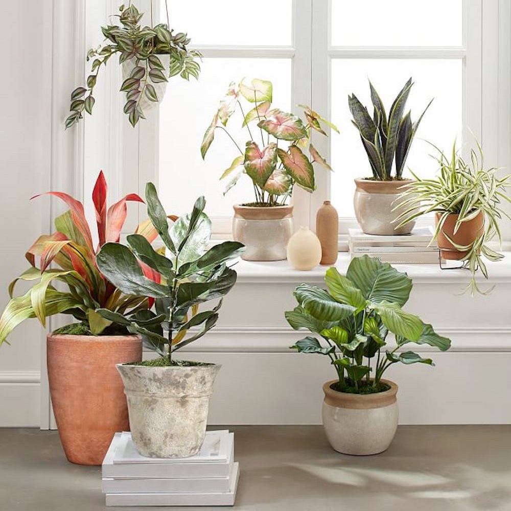A collection of various houseplants in pots displayed on a windowsill and floor, with natural light coming through the window.