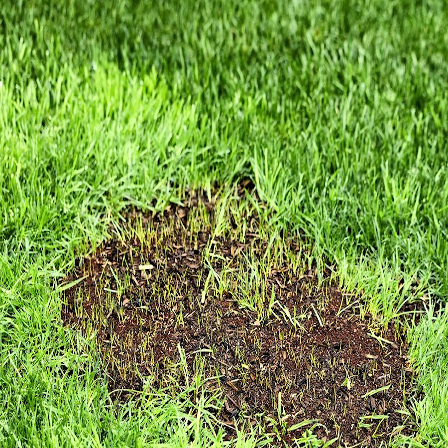 Close-up of a lawn patch with new grass growth using Doff Green Fingers Patch Fix Plus.