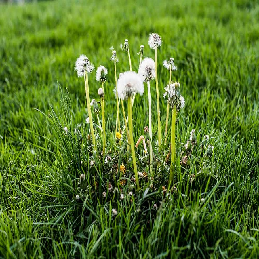 Dandelions growing in a lush green lawn.