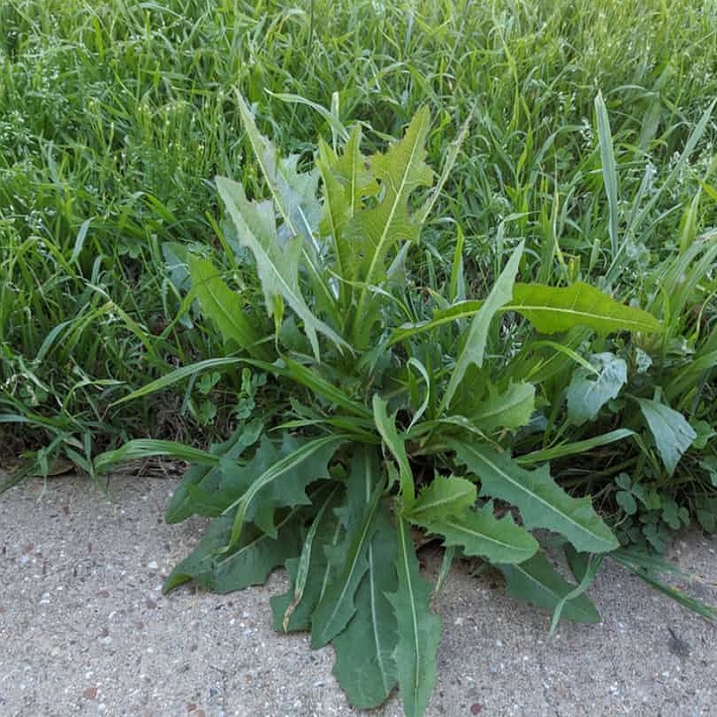 Close-up of weeds growing on a lawn with green grass.