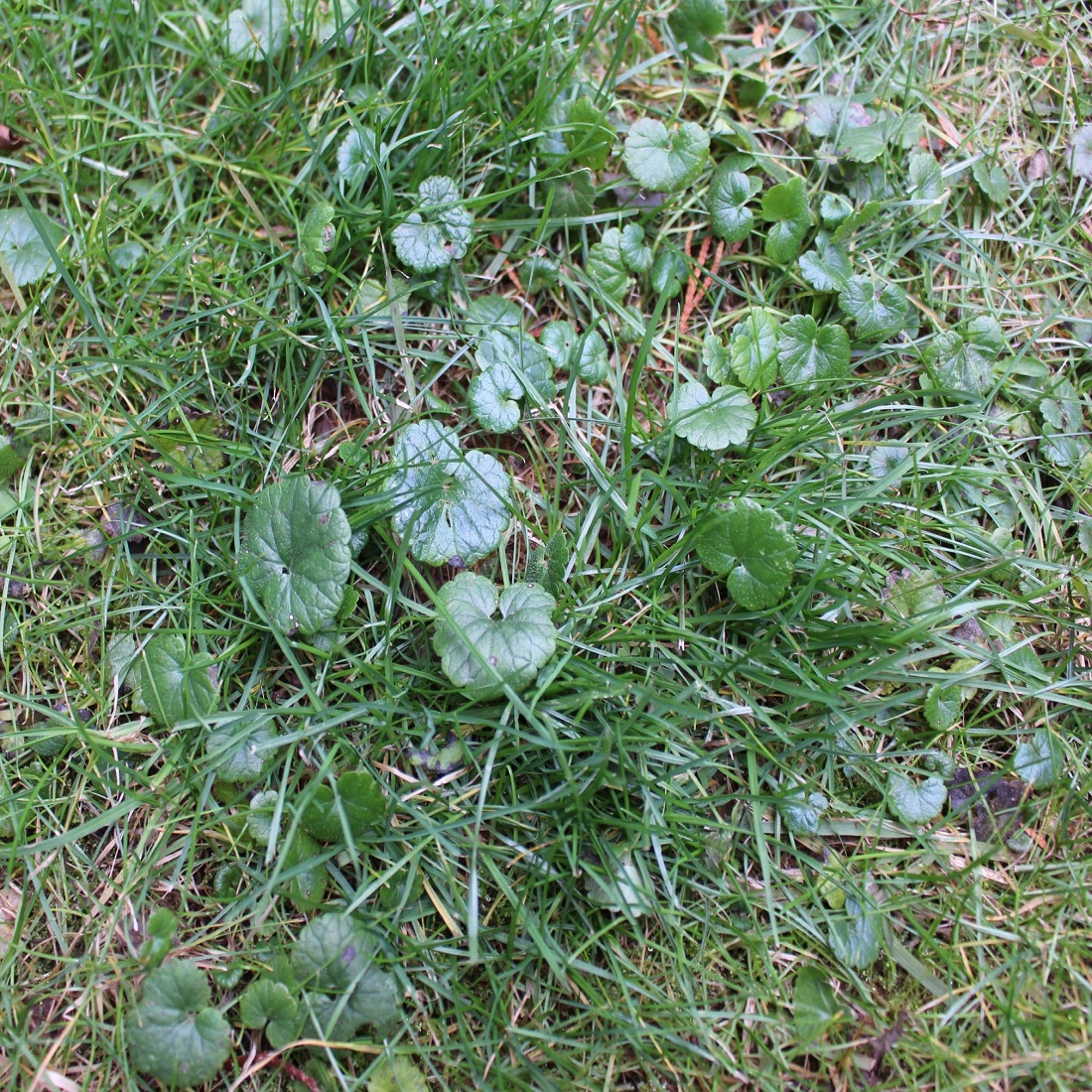 Close-up of weeds growing in a grassy lawn.