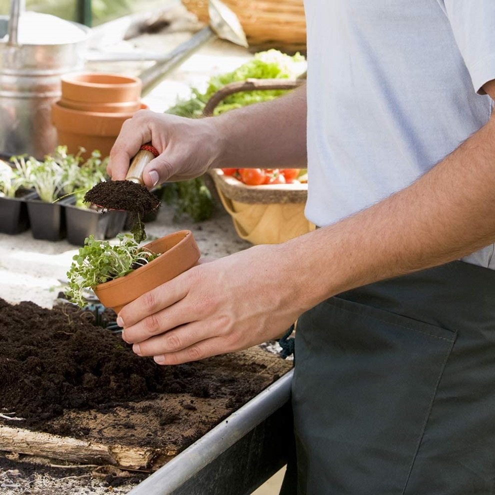 Person potting plants using peat-free compost in a gardening setting.