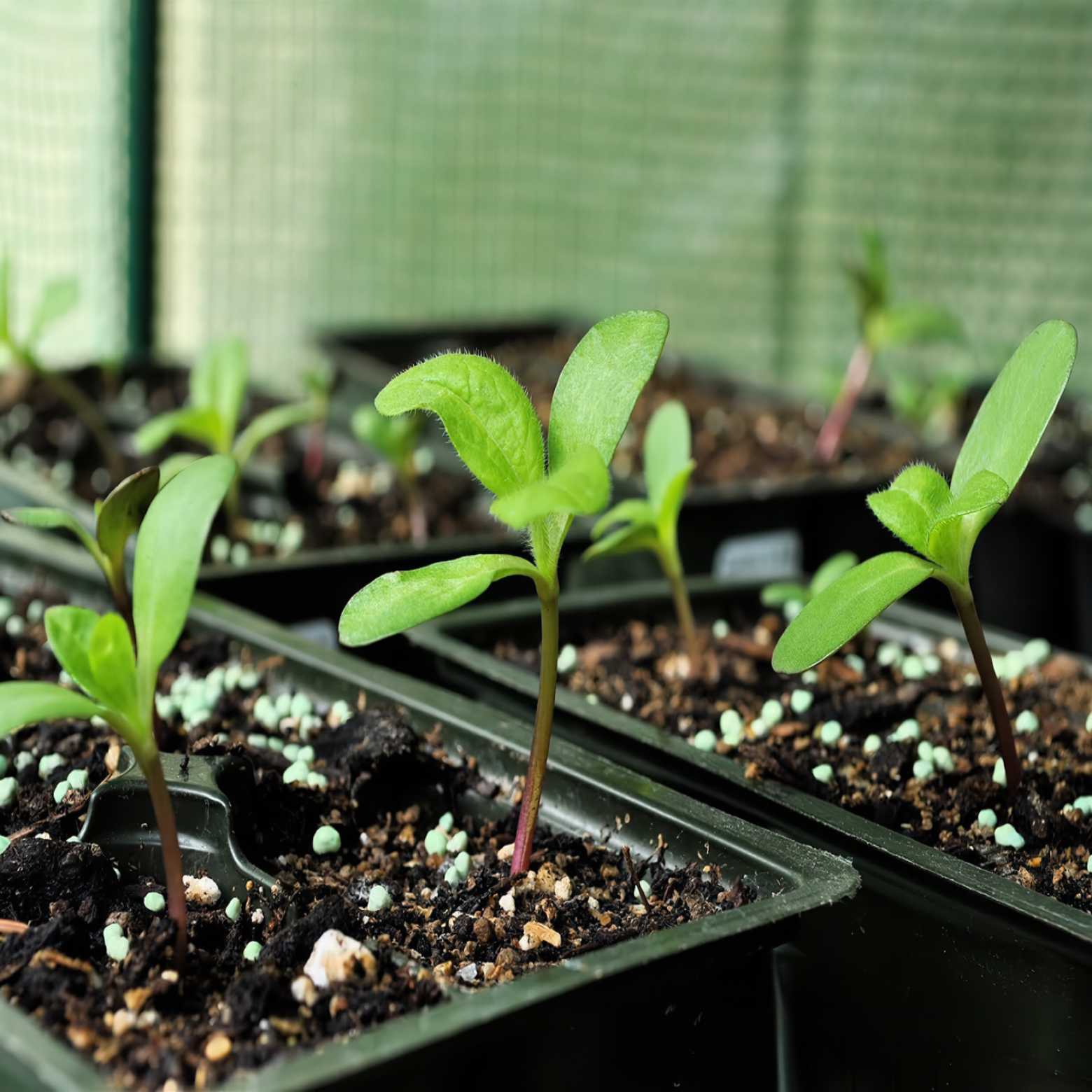 Young plants growing in trays filled with compost.