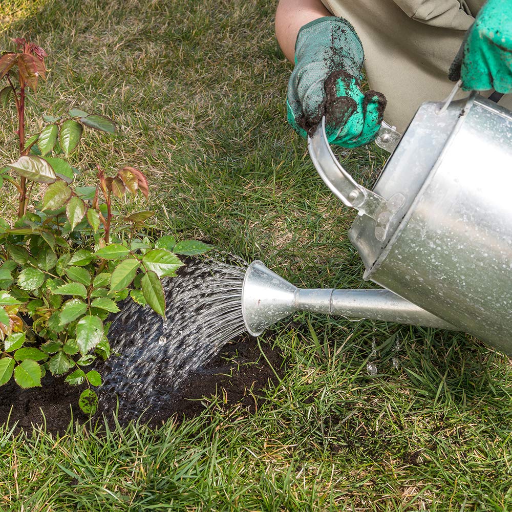 Person watering a rose plant with a watering can on a grassy lawn.