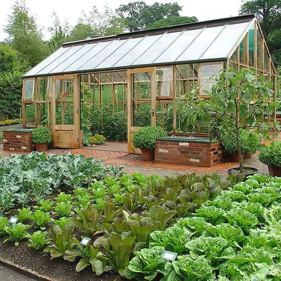 A greenhouse surrounded by lush vegetable plants in a garden.