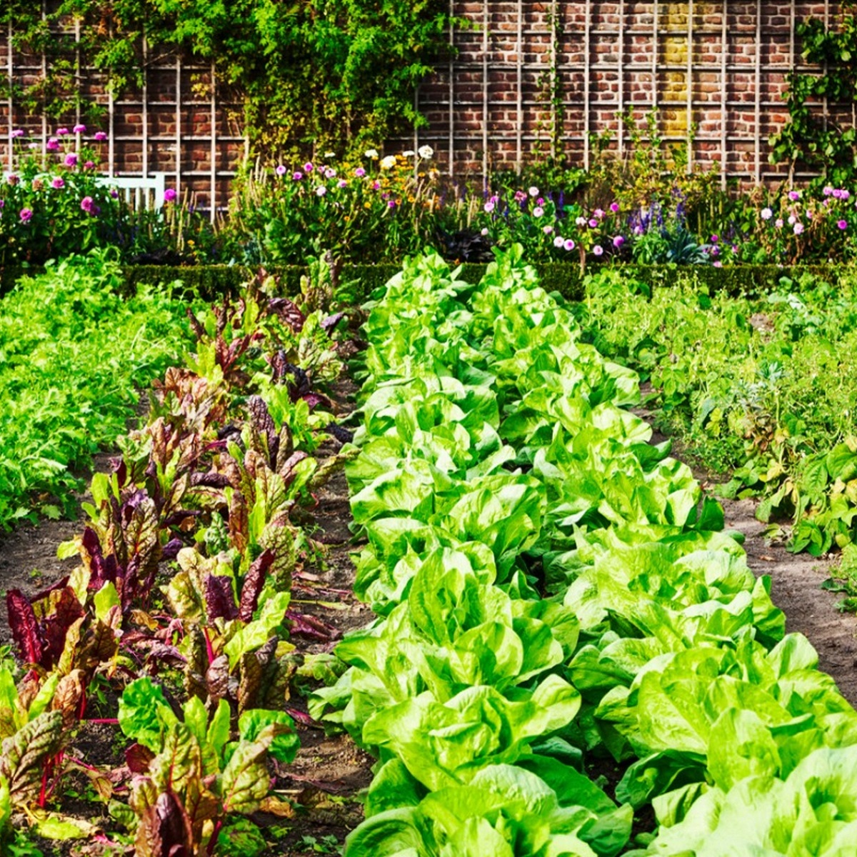 A lush garden with rows of leafy green vegetables and flowers against a brick wall.